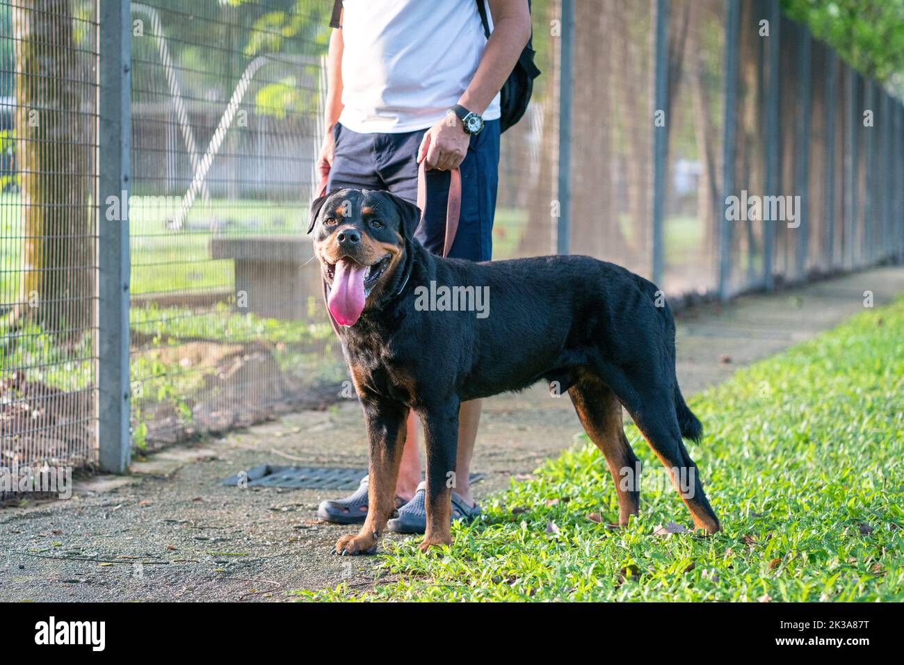 Cane Rottweiler in piedi accanto a uomo proprietario, all'aperto nel parco. Walk il concetto del cane. Foto Stock