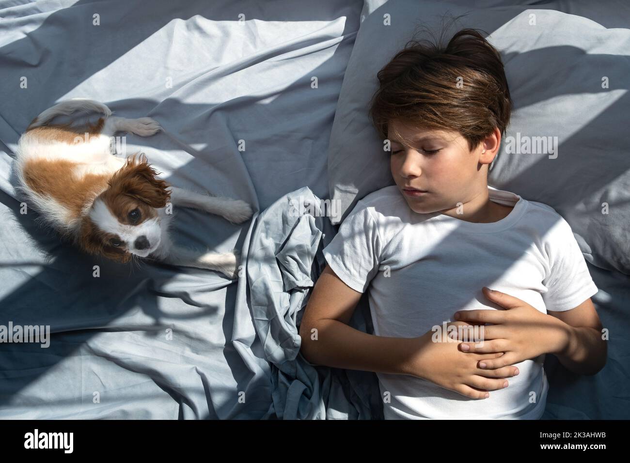 il ragazzo con un cane in abbraccio si trova a letto al mattino. Dormire con gli animali domestici. Carino cavalier cucciolo re charles spaniel. Foto Stock