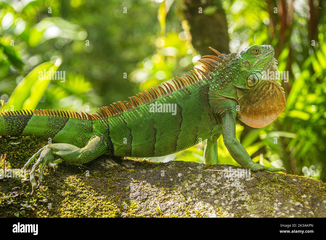 Verde iguana, Parco Nazionale Arenal, la Fortuna, Costa Rica Foto Stock