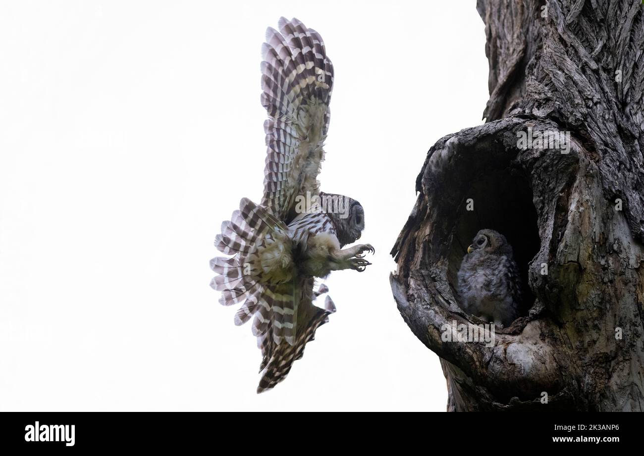 Mama Barred Owl si avvicina al suo bambino Foto Stock
