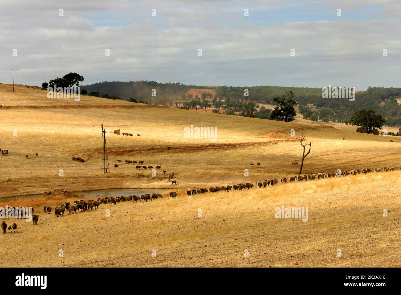 Pecore australiane su terreni agricoli, grande distretto meridionale, Australia sud-occidentale Foto Stock