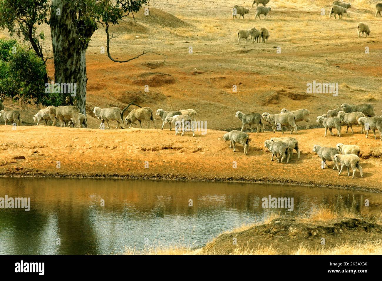 Pecore australiane su terreni agricoli, grande distretto meridionale, Australia sud-occidentale Foto Stock
