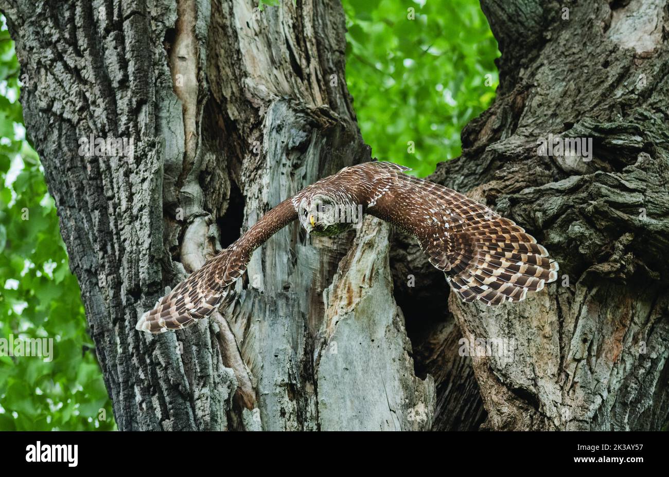 Foto degli uccelli Foto Stock