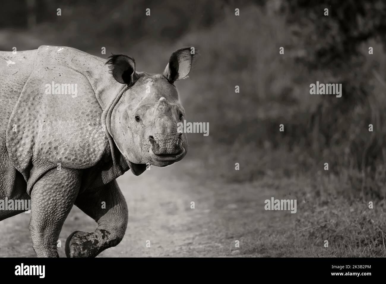 Il rinoceronte indiano Foto Stock