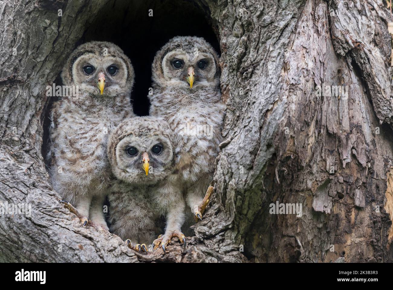 Pardon Me is it a New Nikon Z9 Mirrorless Camera - Baby Barred Owls Foto Stock