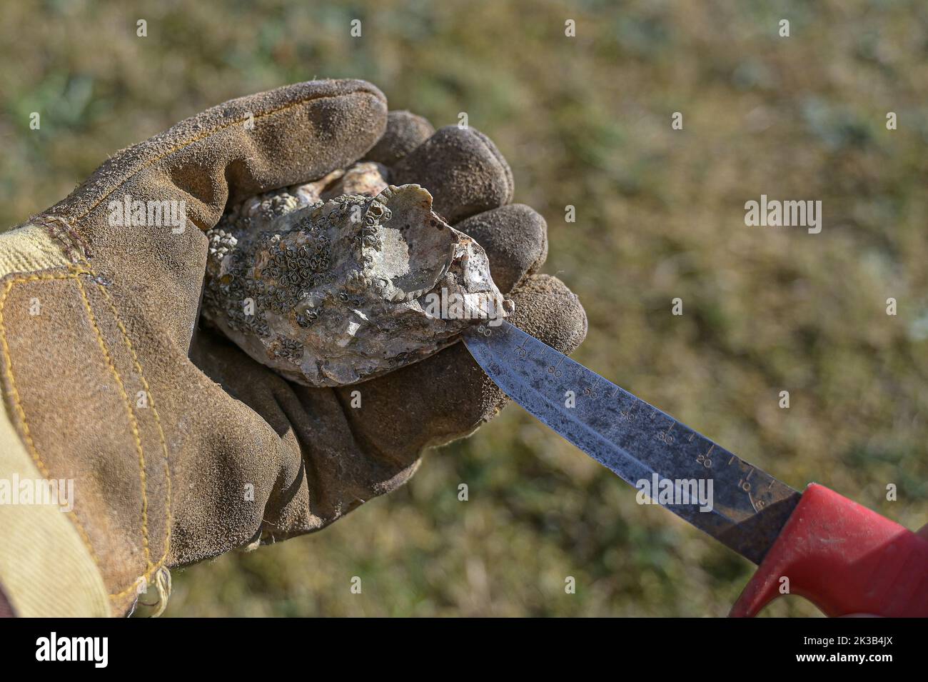 Un'ostrica fresca in una mano gloved è aperta da un coltello, Danimarca, 20 settembre 2022 Foto Stock