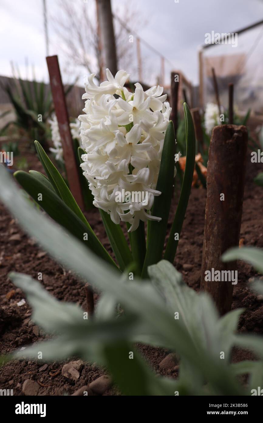 Foto in cui c'è un giacinto bianco Foto Stock