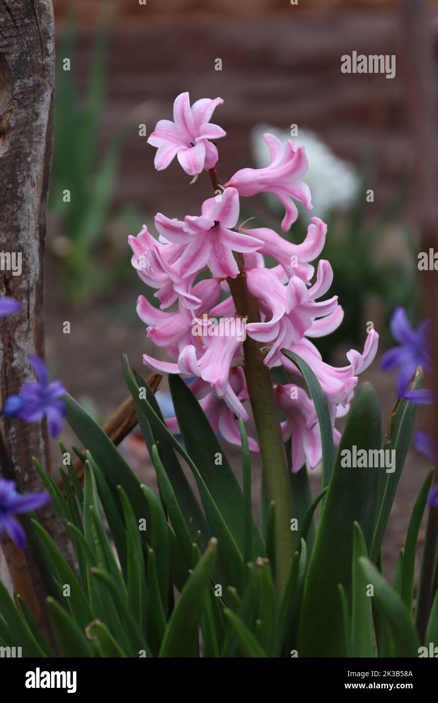 Un giacinto viola catturato in un giardino in tempo piovoso Foto Stock