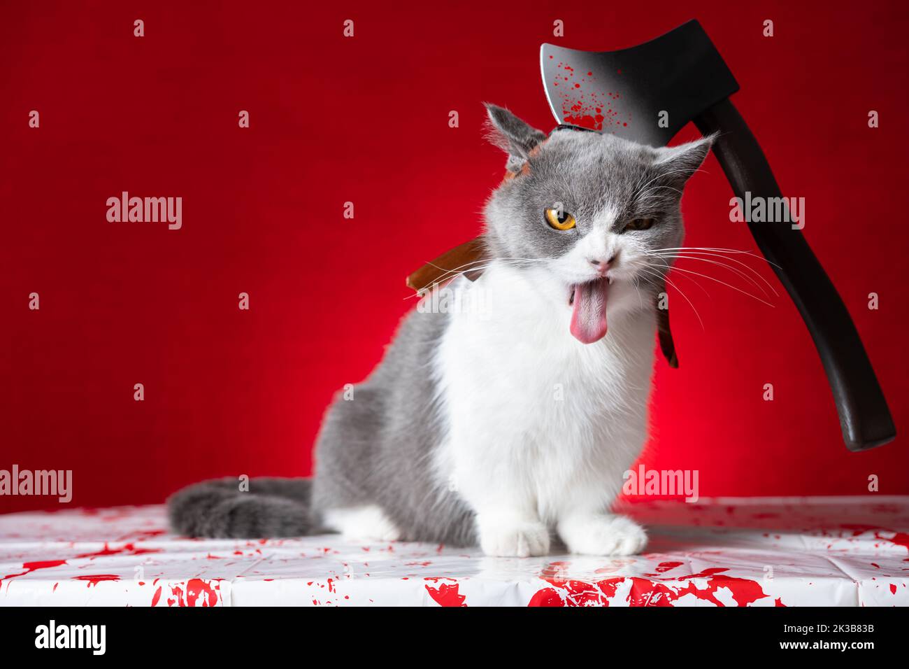 cute british shorthair gatto con espressione molto dolorosa e un'ascia sulla testa come un'immagine di halloween Foto Stock