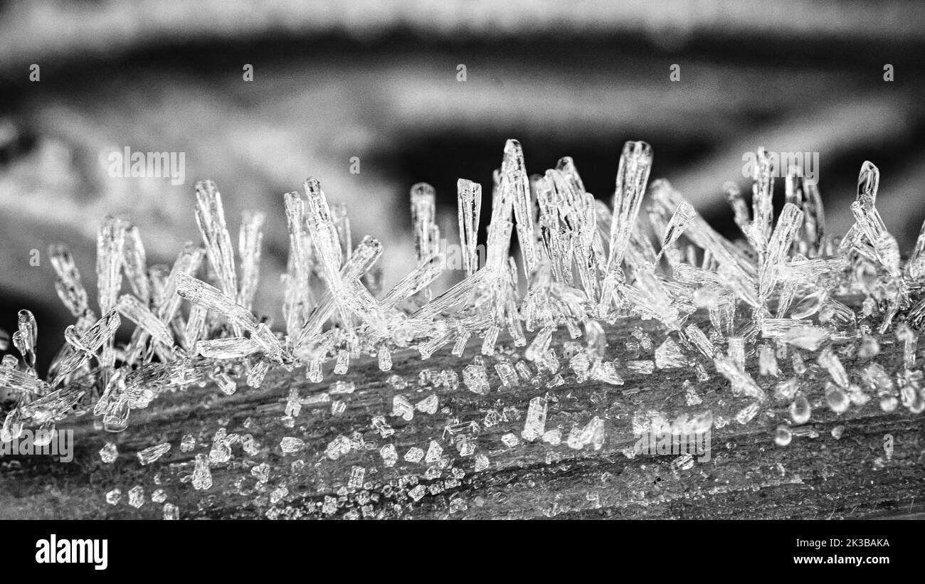 Cristalli di ghiaccio in bianco e nero, su un filo d'erba in inverno. Primo piano dell'acqua congelata. Macro scattata dalla natura Foto Stock