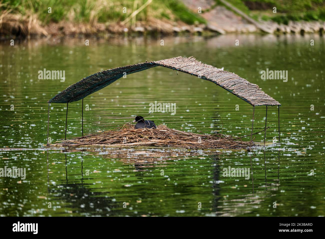 Casa di uccello artificiale con tetto su stagno con nido costruito da coot eurasiatico (Fulica atra). Foto Stock