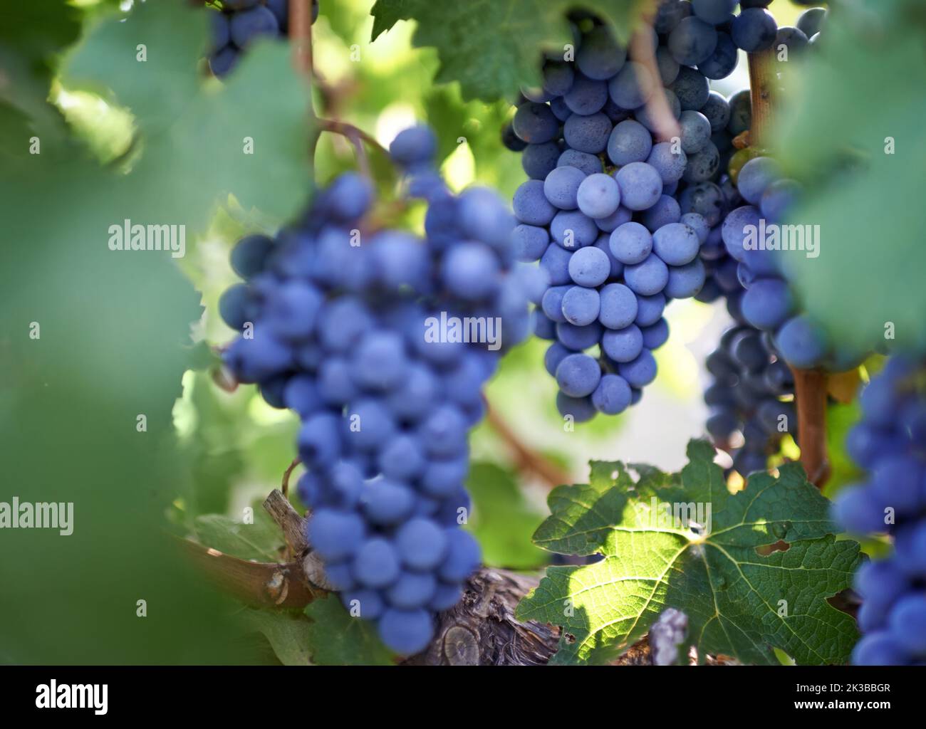 Goditi la bontà di Bacchus. Primo piano di un mazzo di uve in un vigneto. Foto Stock