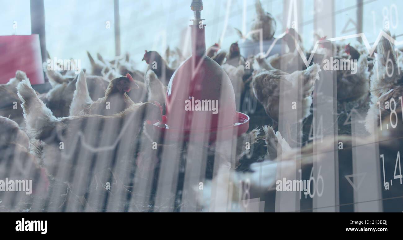 Immagine dell'elaborazione dei dati finanziari sui polli dell'azienda agricola Foto Stock