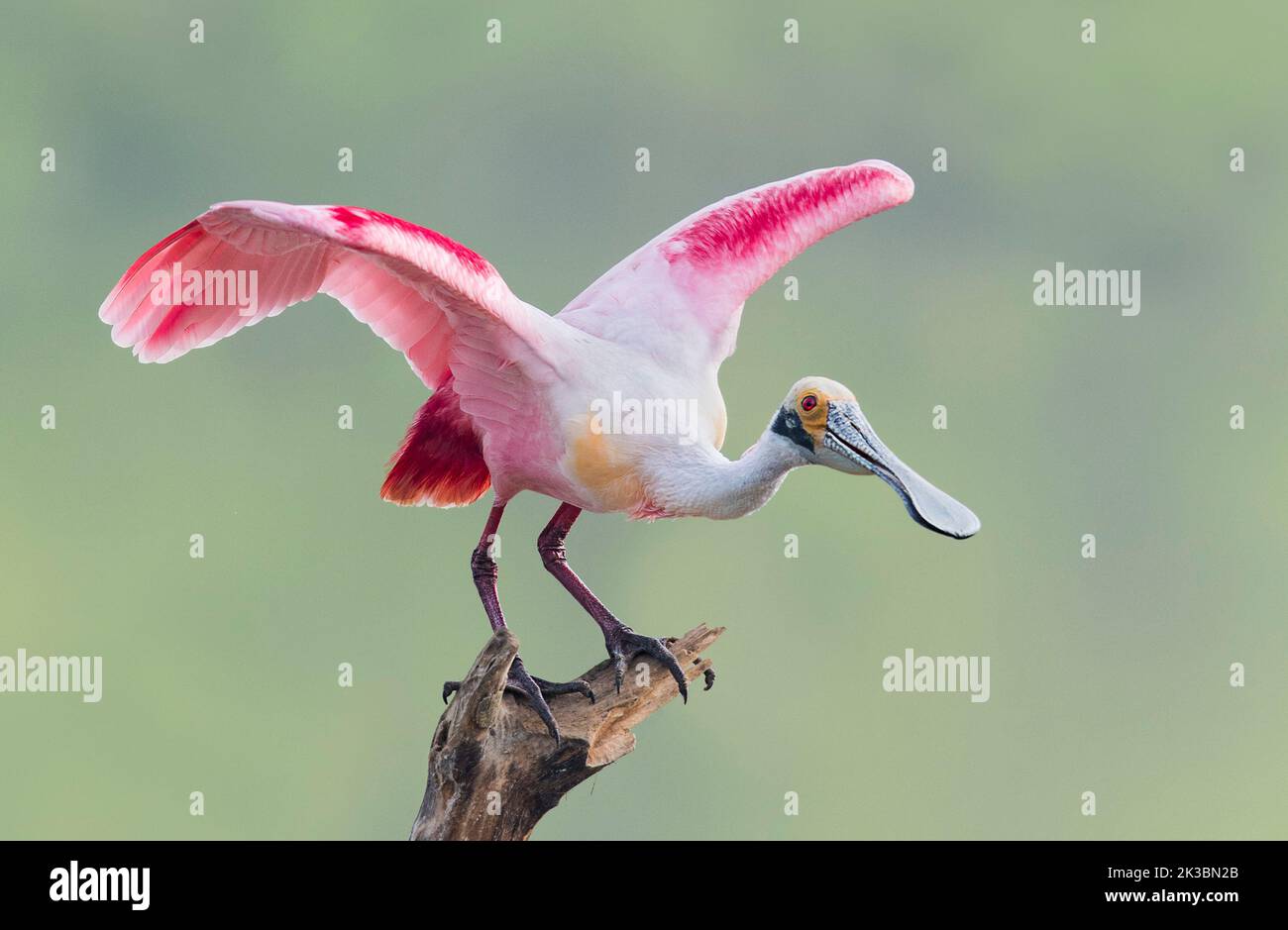 Roseate spoonbill Foto Stock