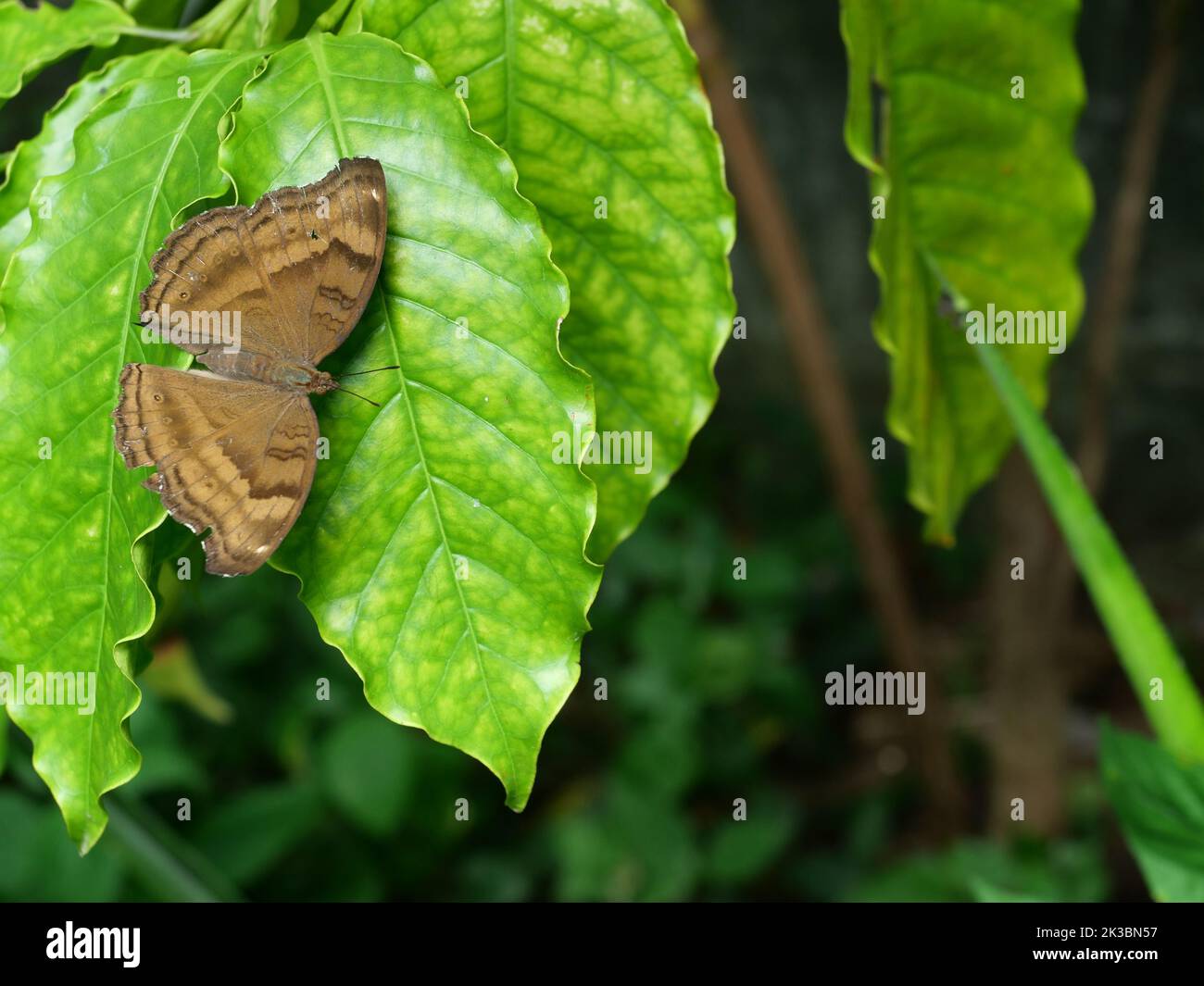 La farfalla Chocolate Pansy ( Junonia iphita ) su foglia di caffè verde con fondo nero, striscia marrone sulle ali di diffusione di insetto Foto Stock