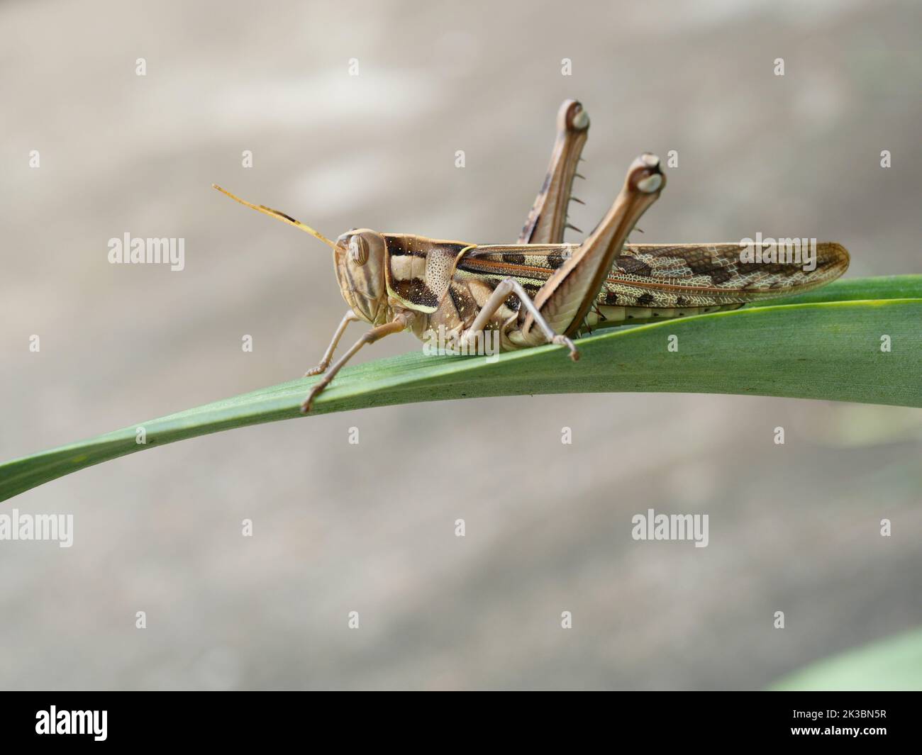 Grasshopper marrone, Bombay Locust su verde albero a foglia con sfondo grigio, Thailandia Foto Stock