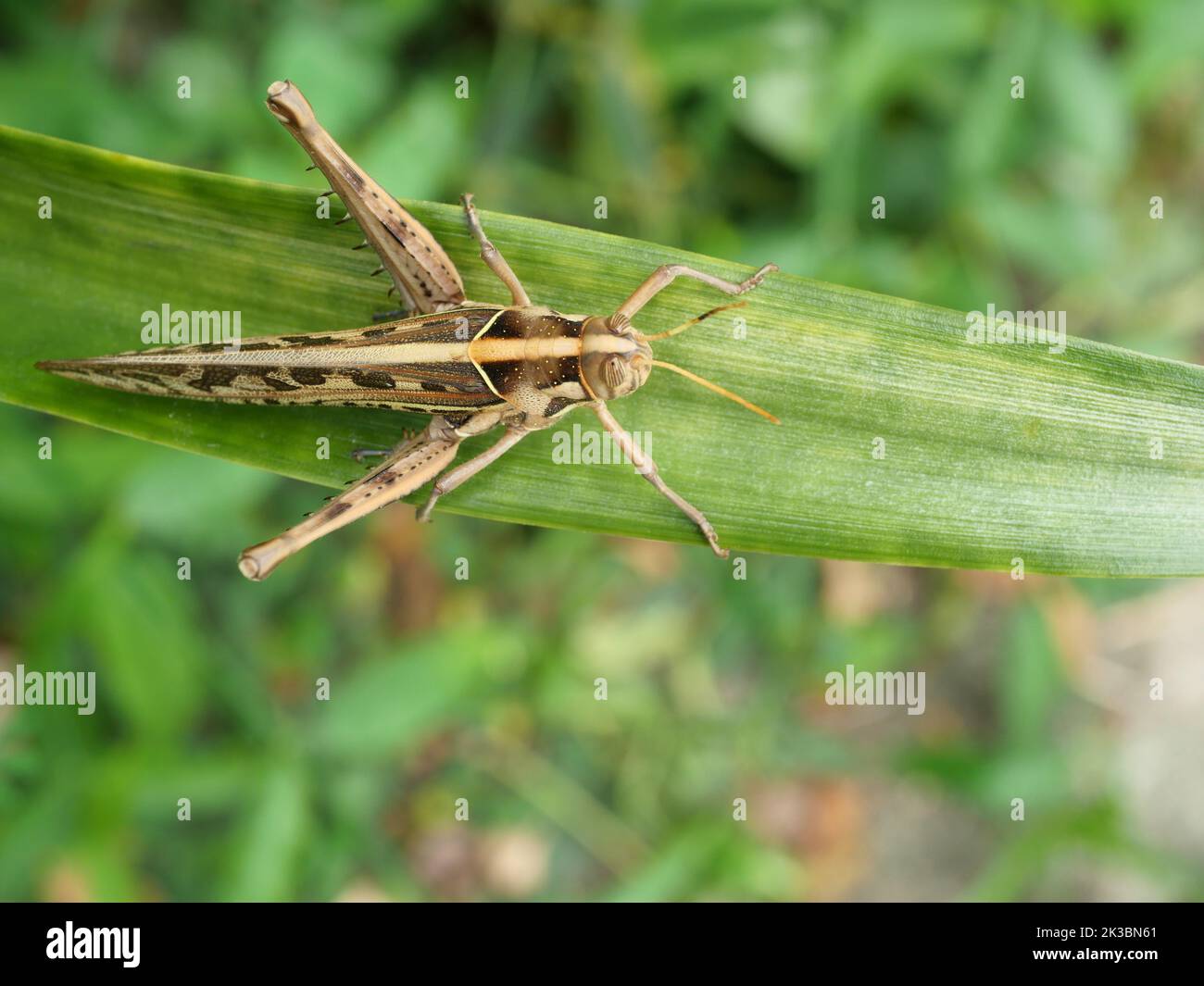 Grasshopper marrone, Bombay Locust su foglia verde con sfondo nero naturale, Thailandia Foto Stock
