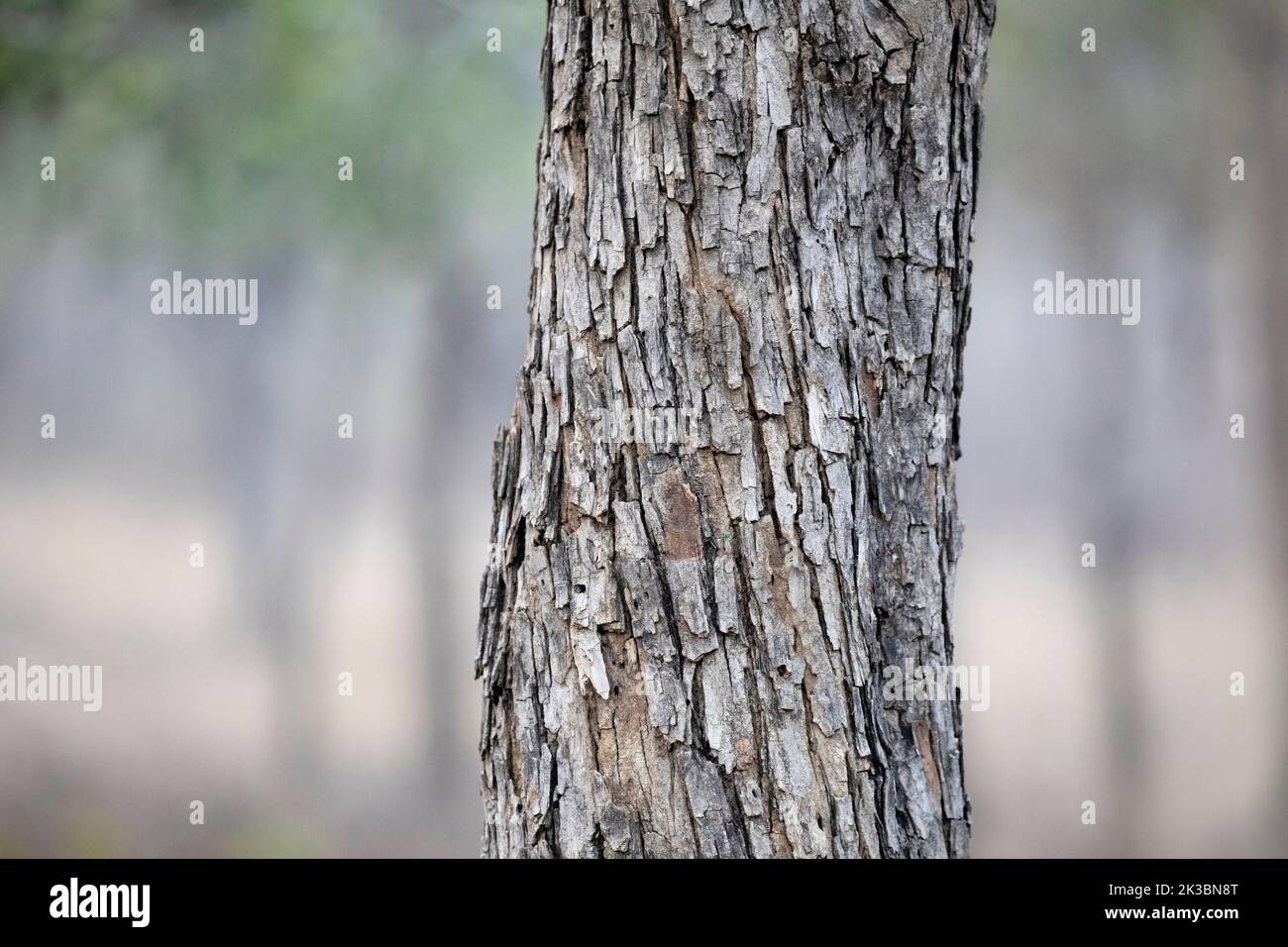 Dettagli albero di corteccia di coccodrillo, Terminalia ellittica, Bandhavgarh, Madhya Pradesh, India Foto Stock