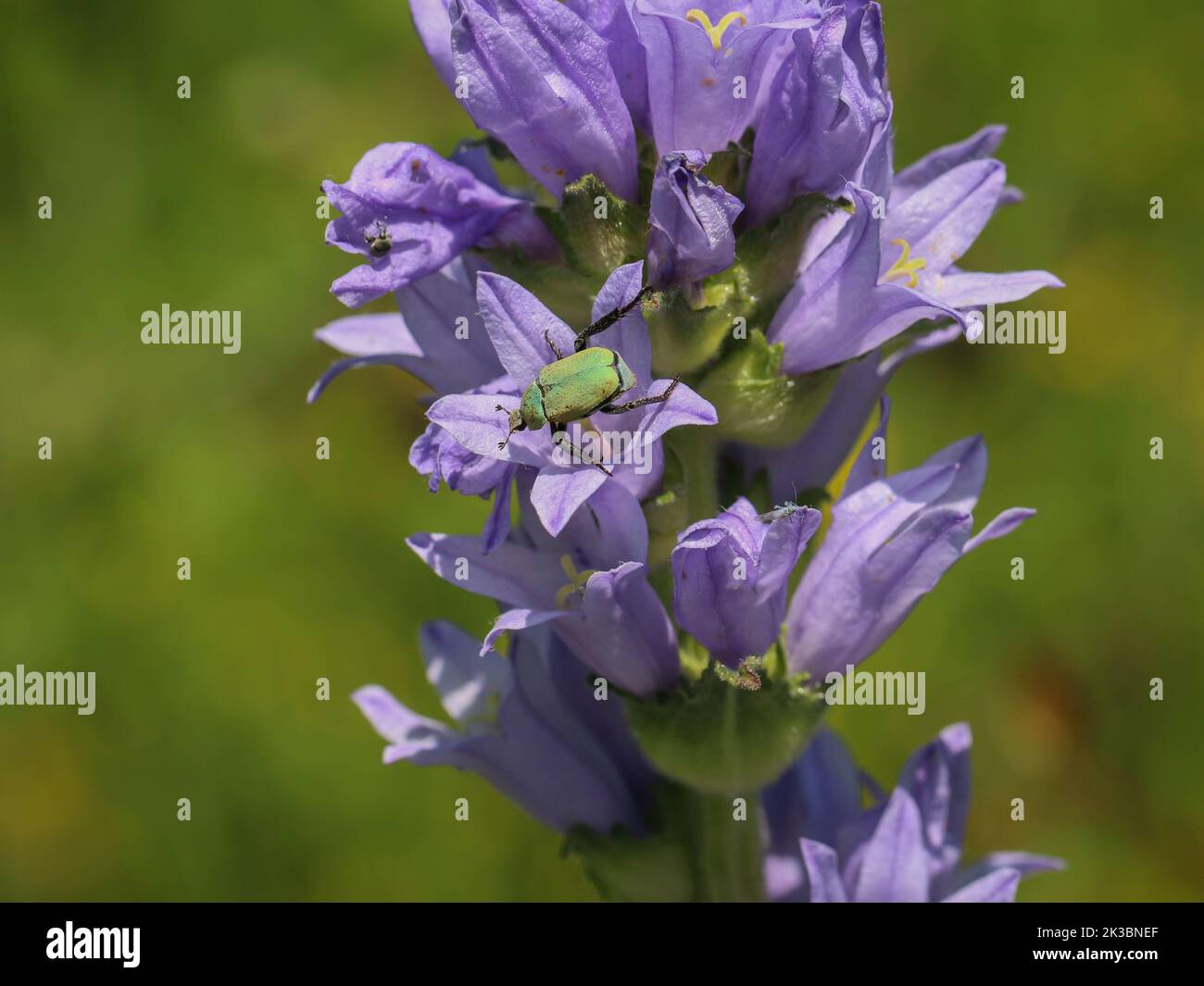 Fiori di campanula cervicaria viola con scarabeo hoplia argentea sul monte Mokra Gora nella Serbia sud-occidentale vicino a Tutin Foto Stock