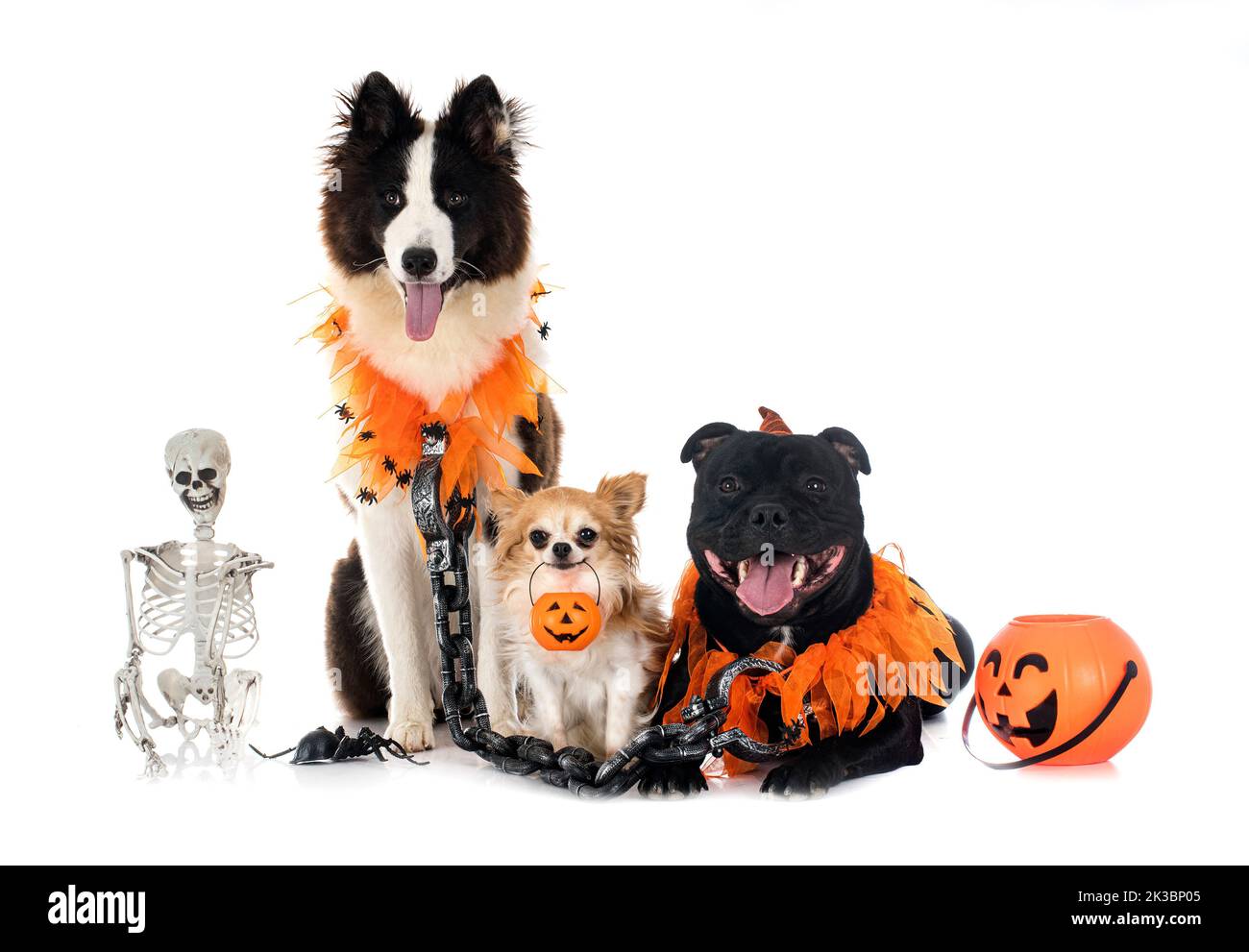 Cani e halloween di fronte a uno sfondo bianco Foto Stock