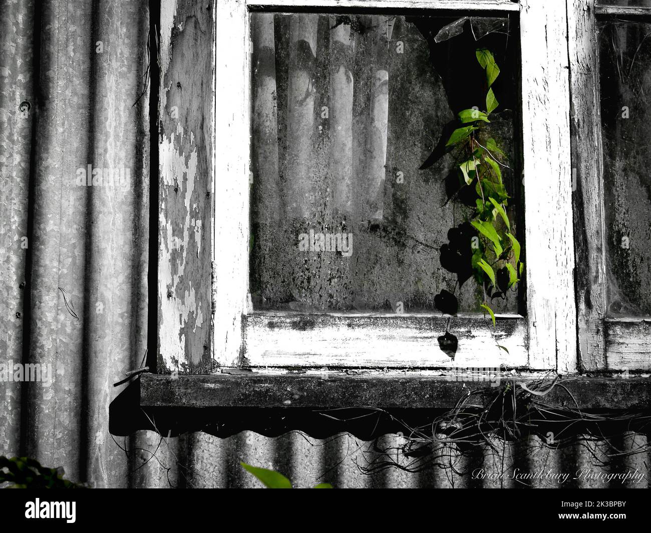 Vite verde incorniciata crescendo in finestra di abbandonato e derelitto edificio finestra in bianco e nero con colore verde spot. Foto Stock