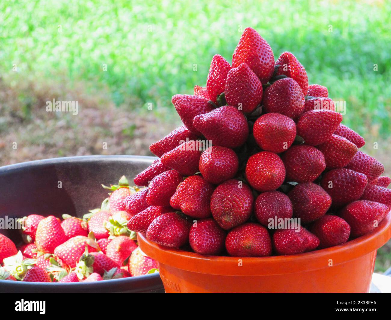 Fragole, Fragaria x ananassa nel cestino, Mahabaleshwar, India Foto Stock