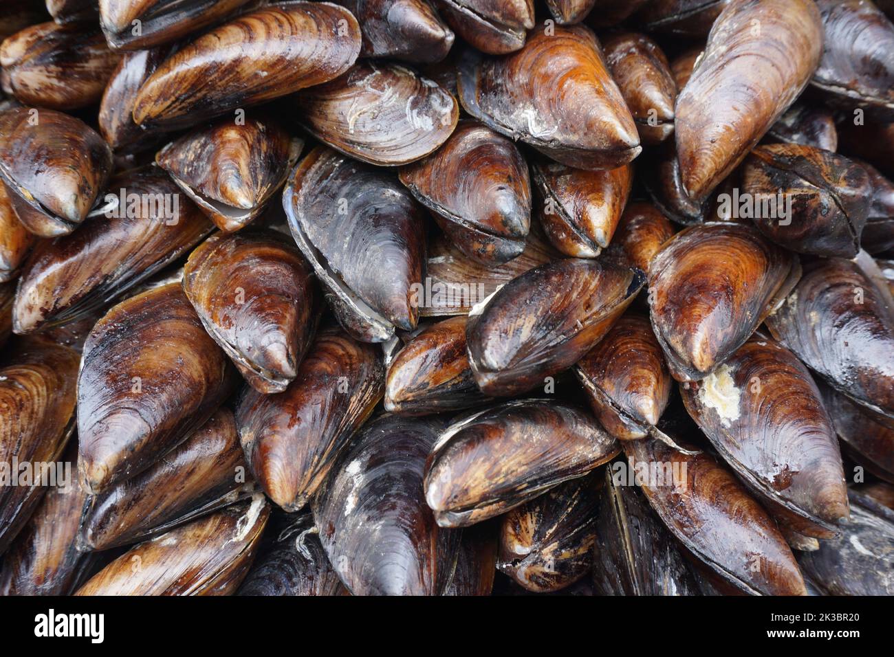 cozze farcite impilate l'una sull'altra Foto Stock