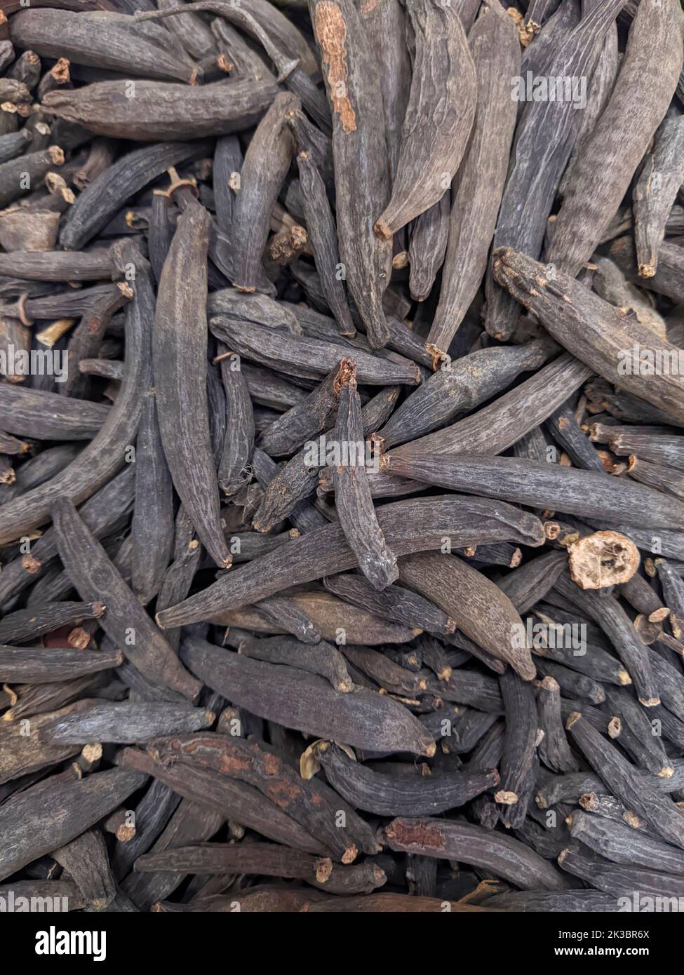 Kapok boccioli - marathi moggu SPICE, Sringeri, Karnataka, India Foto Stock