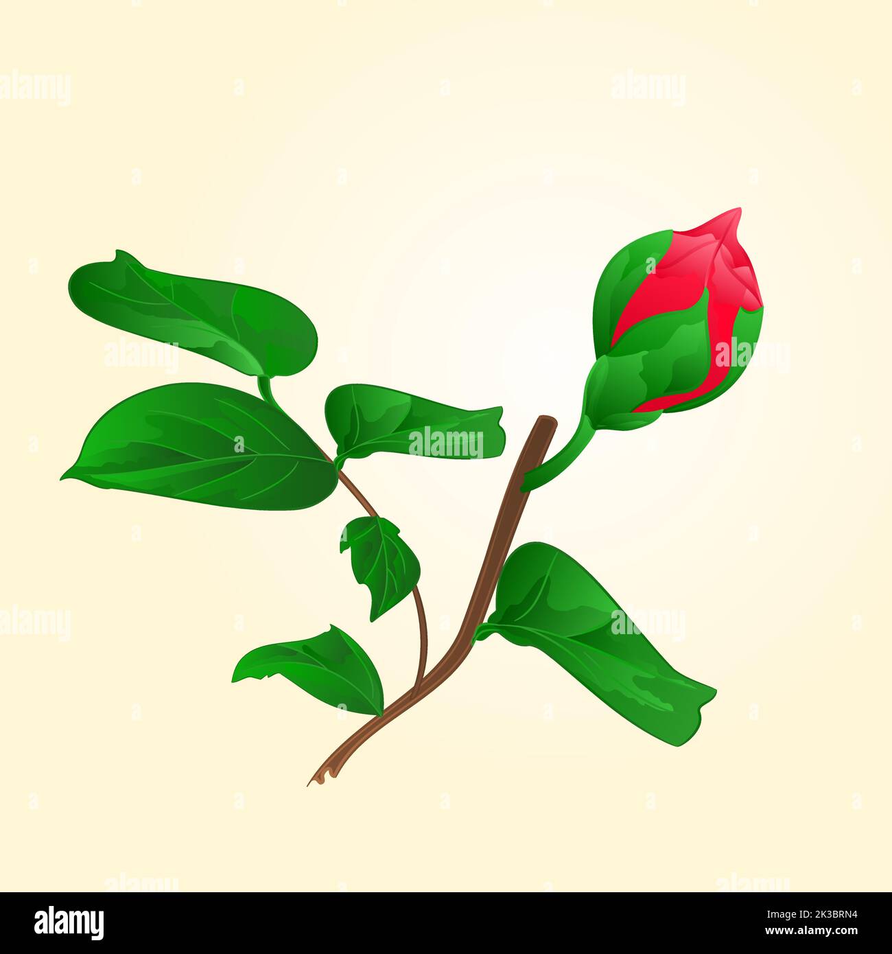 Fiore Camellia Japonica Bud di illustrazione vettoriale Illustrazione Vettoriale