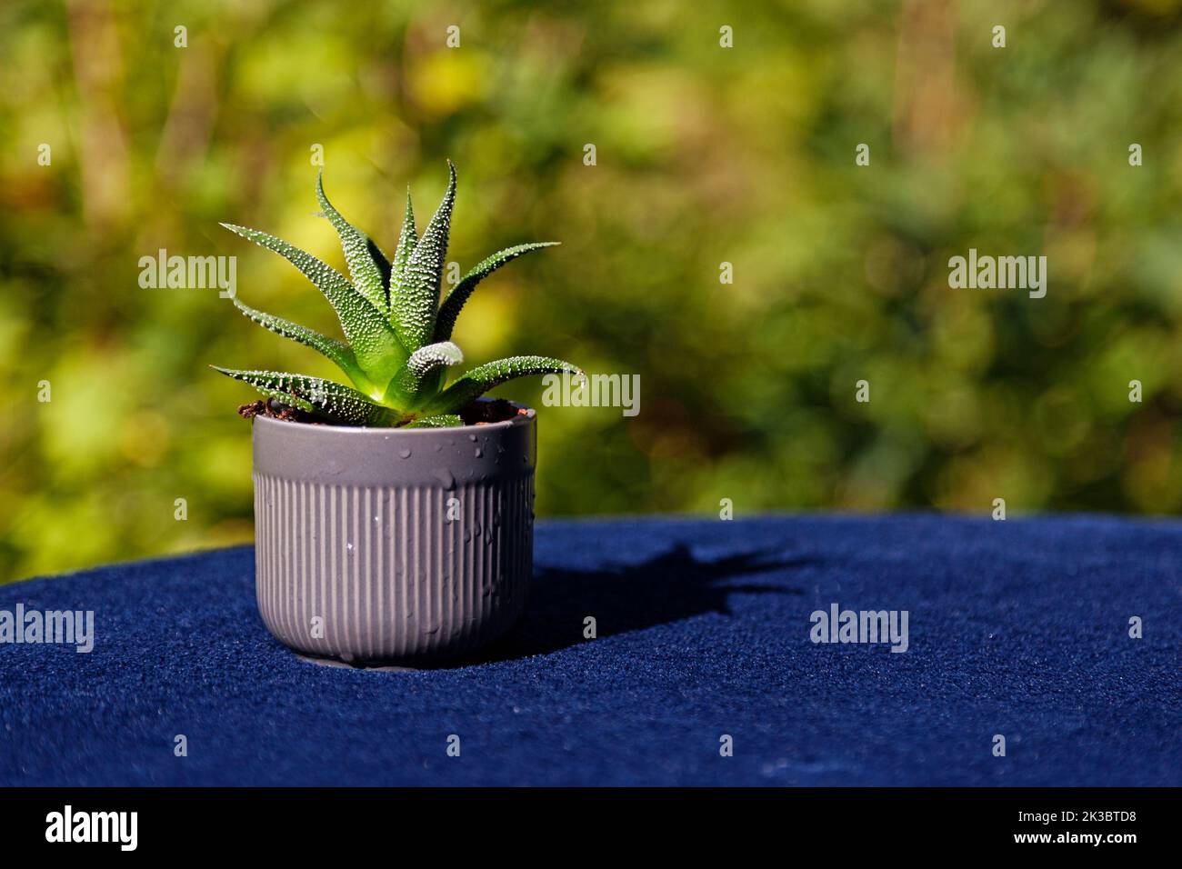 una piccola pentola con una pianta di aloe vera Foto Stock