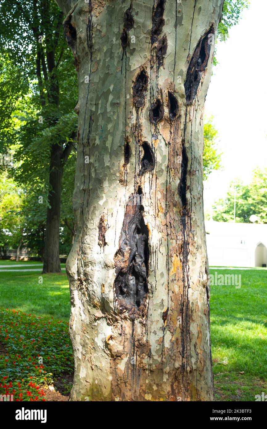 Vecchio albero corteccia con buchi neri, tiro verticale, modello di albero invecchiato, foresta e concetto di natura, vicino al tronco di albero, marcio e decadimento idea Foto Stock