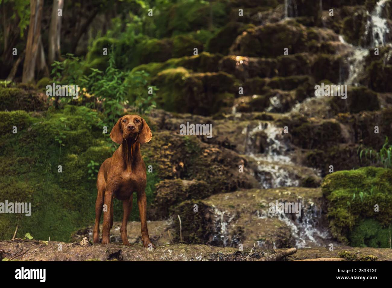 Cane Vizsla Ungherese in piedi da Wild Waterfall Foto Stock
