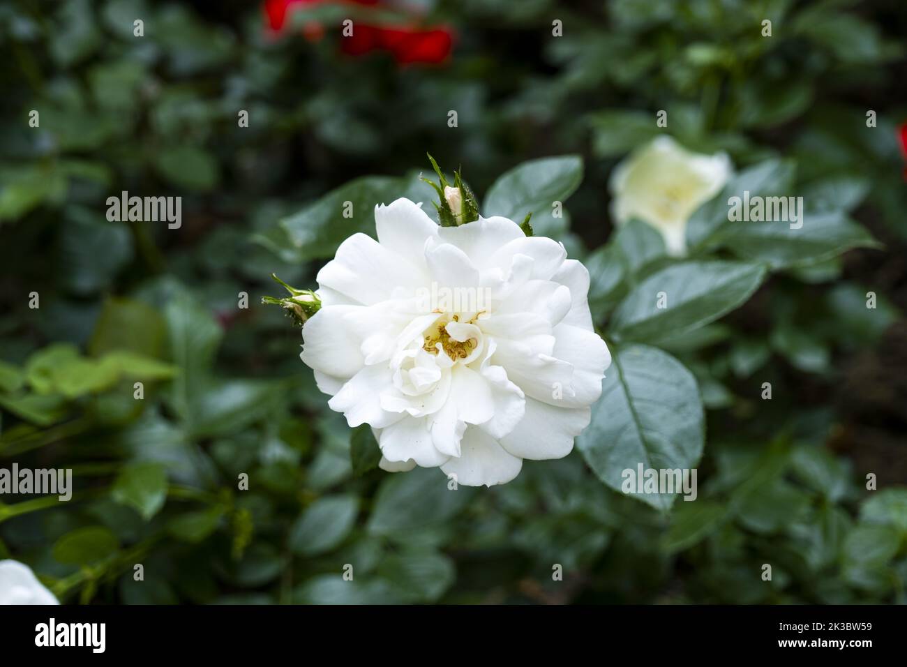 Rosa bianca dall'alto, fiore concept, fiori con rami verdi sullo sfondo, gemme delicate, primo piano di una rosa di colore bianco, riprese in natura Foto Stock