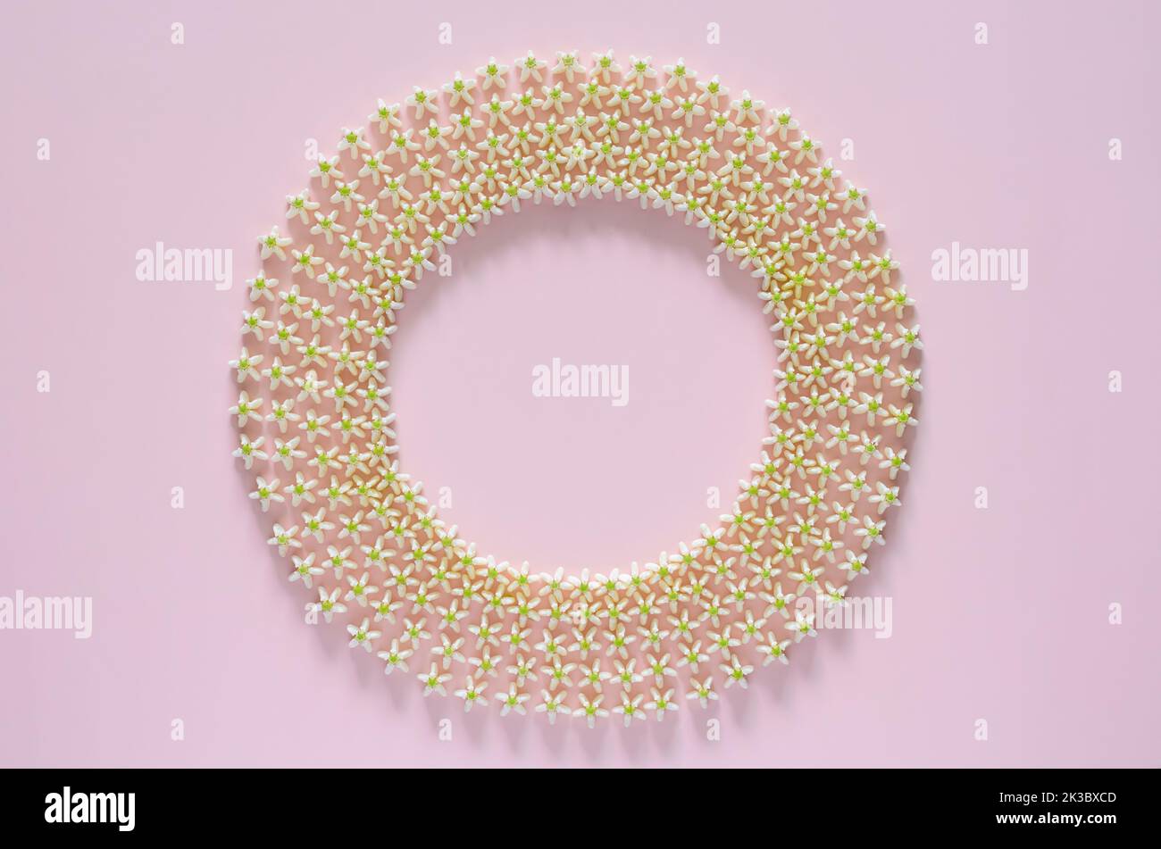 Fiore di corona bianco decorativo o rangoli giganti indiani da munghie per il festival Diwali su sfondo rosa. Foto Stock