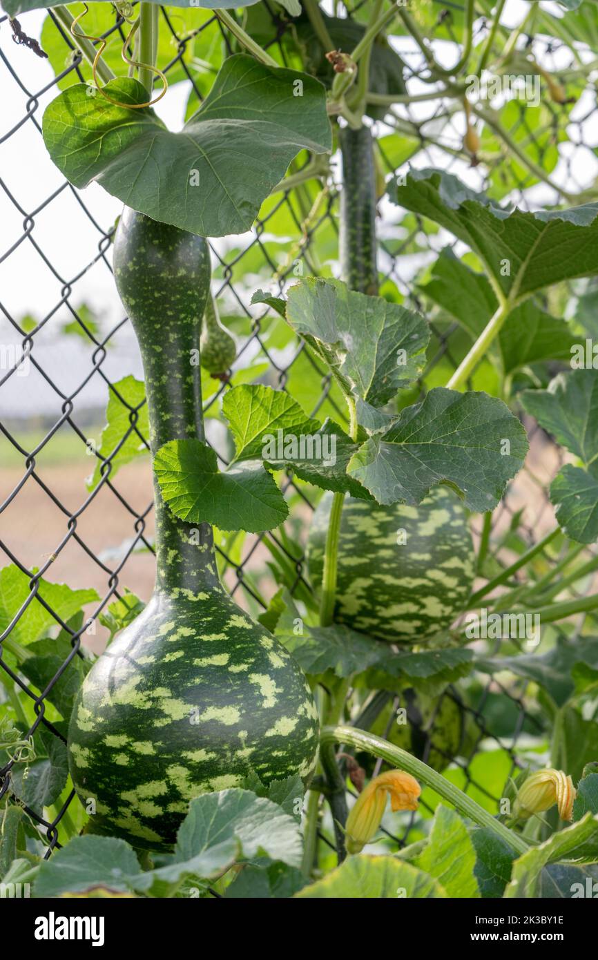 Gourds in giardino Foto Stock