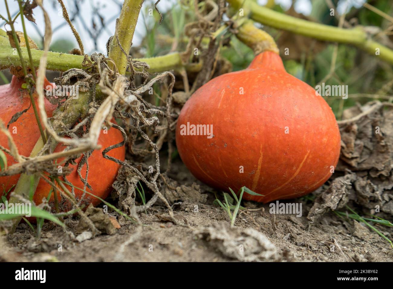 Due zucche mature Hokkaido nel giardino Foto Stock