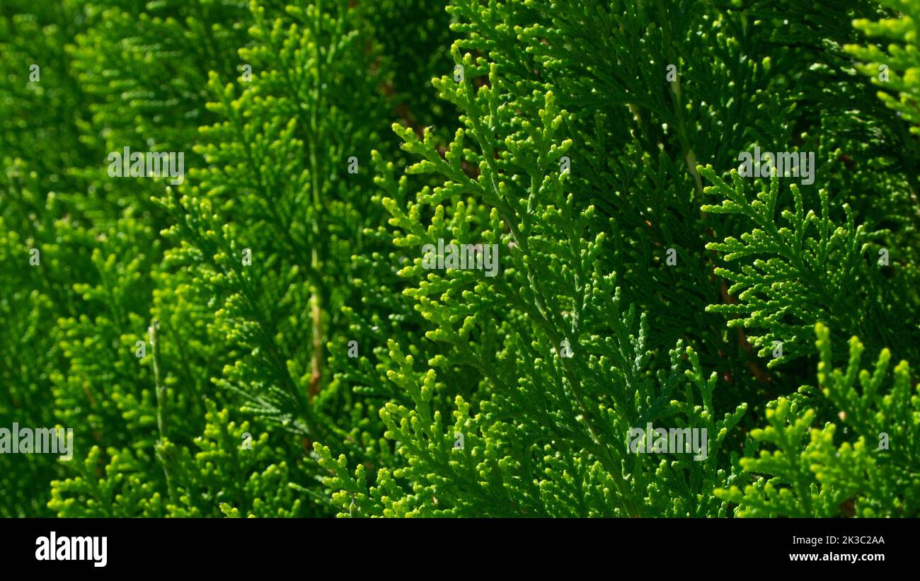 Rami di conifere verdi di thuja, fondo di pianta, copertura Foto Stock