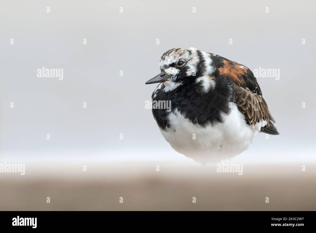 Turnstone Foto Stock