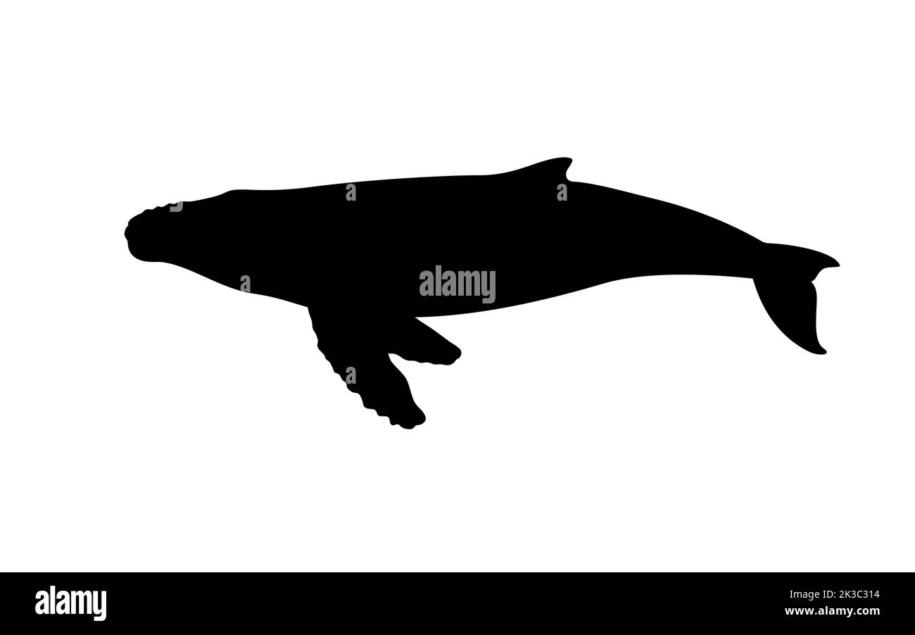 Silhouette di una megattera. Illustrazione vettoriale di balena humpback silhouette nera isolata su bianco. Icona del logo, vista laterale. Illustrazione Vettoriale