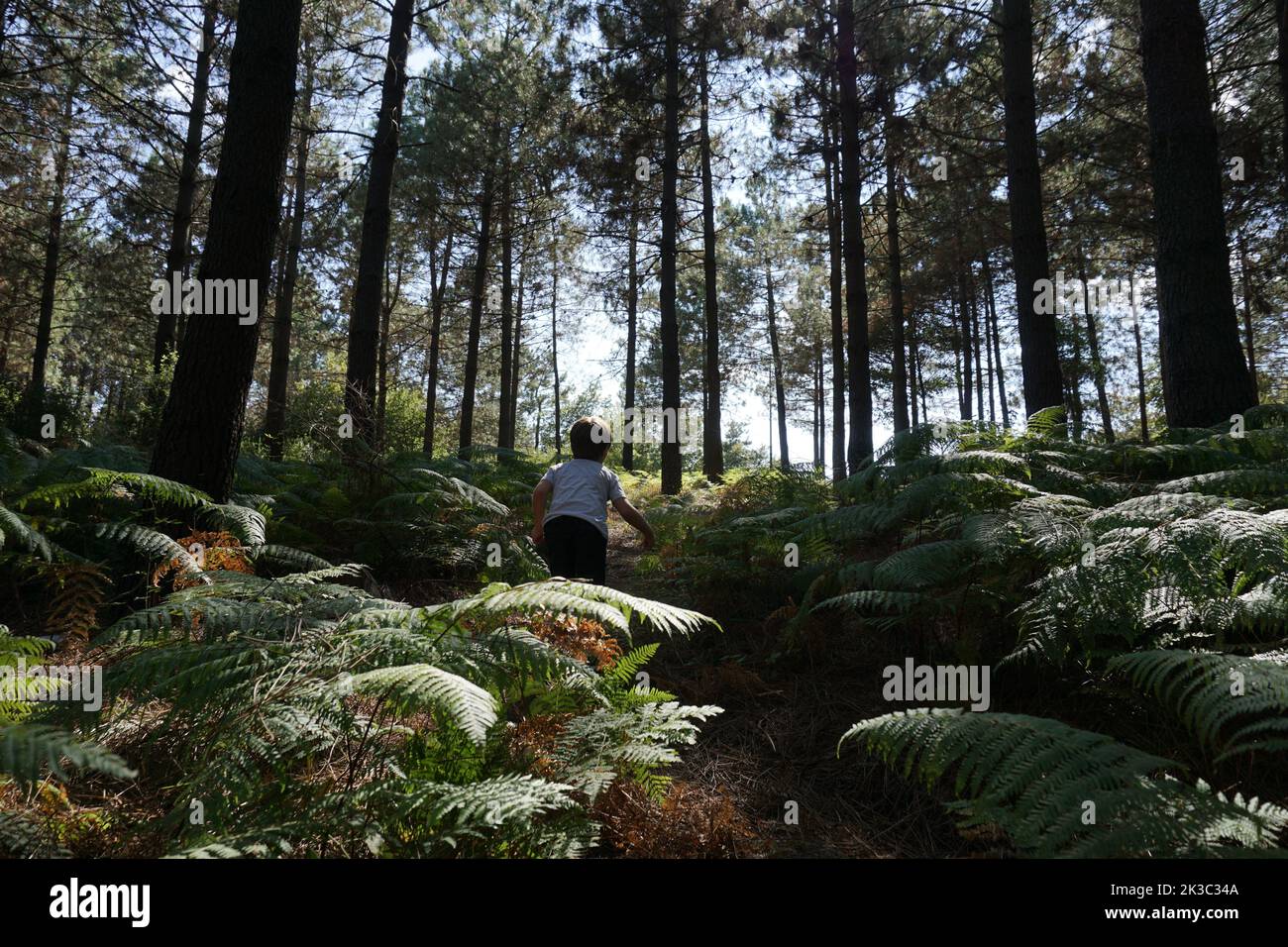 ragazzo esplorando la natura nella foresta Foto Stock