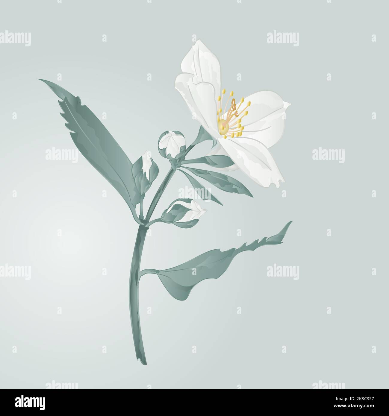 Jasmine fiore e boccioli vettore Illustrazione Vettoriale