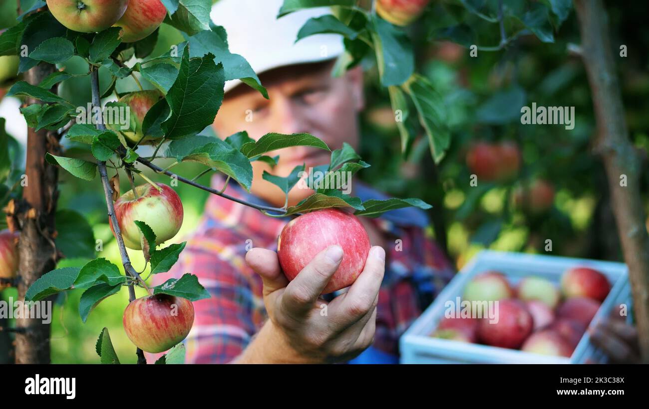 primo piano, ritratto di bel contadino o agronomo, raccolta di mele in azienda agricola in frutteto, il giorno di sole autunno. tenendo una scatola di legno con mele rosse, sorridente. Concetto di agricoltura e giardinaggio. Nutrizione sana. Foto di alta qualità Foto Stock