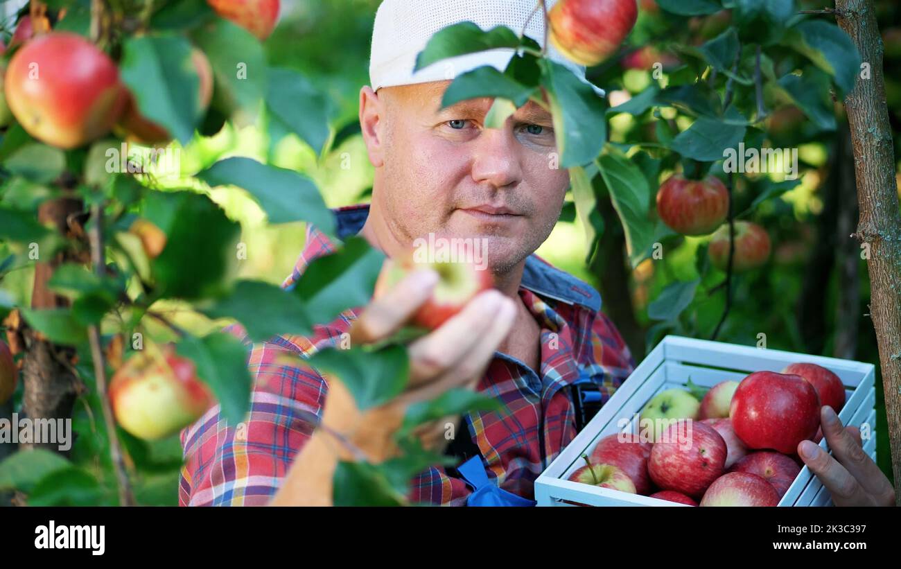 primo piano, ritratto di bel contadino o agronomo, raccolta di mele in azienda agricola in frutteto, il giorno di sole autunno. tenendo una scatola di legno con mele rosse, sorridente. Concetto di agricoltura e giardinaggio. Nutrizione sana. Foto di alta qualità Foto Stock