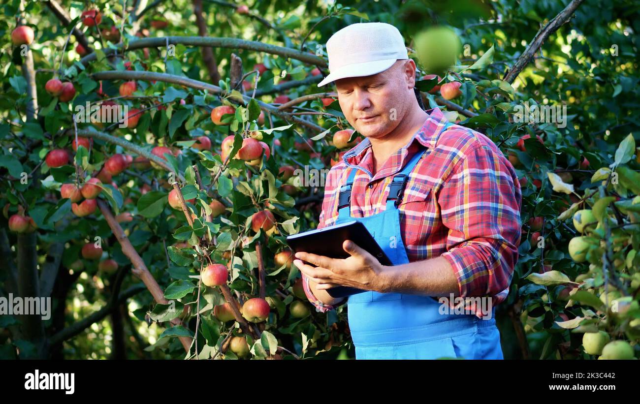 L'agricoltore o agronomo maschile esamina la raccolta delle mele, prende appunti in tavoletta. In fattoria, in giardino. Nei giorni estivi di sole. Concetto di agricoltura e giardinaggio. Nutrizione sana. Foto di alta qualità Foto Stock