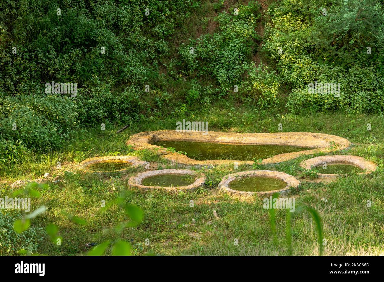 leopardo o pantera o panthera pardus footprint o zampa a forma di buca d'acqua per gli animali selvatici per dissetare alla jhalana leopard forest reserve jaipur Foto Stock