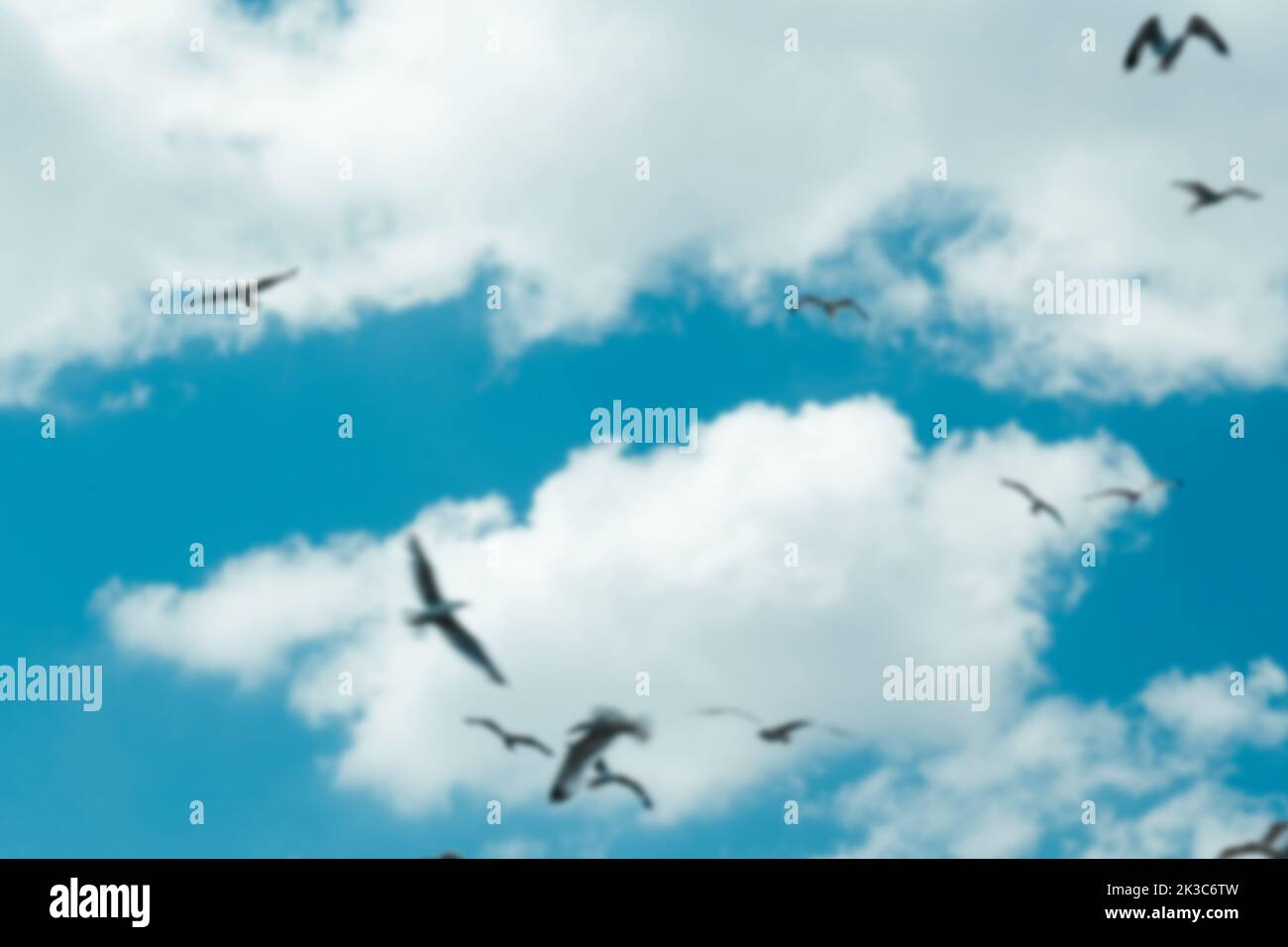 Sfondo sfocato con cielo blu e nuvoloso e gabbiani, bellissimo paesaggio blu con uccelli che volano intorno, molti gabbiani in aria, libertà Foto Stock