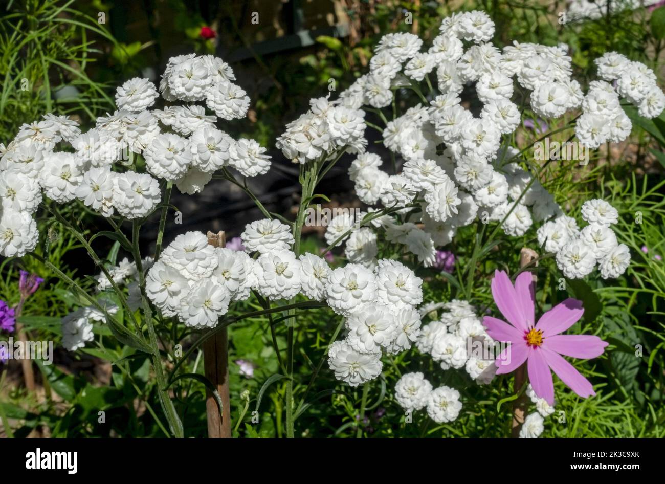 Primo piano di fiori perenni di achillea ptarmica verme di achillea bianca fiori fioriti in fiore di confine in estate Inghilterra Regno Unito Gran Bretagna Gran Bretagna Foto Stock