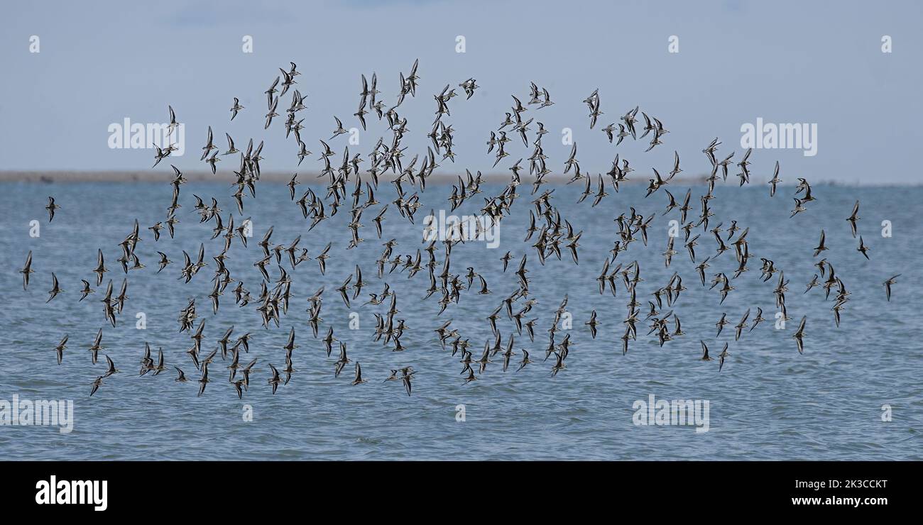 Bécasseaux sanderling en vol sur une plage de la baie de somme Foto Stock