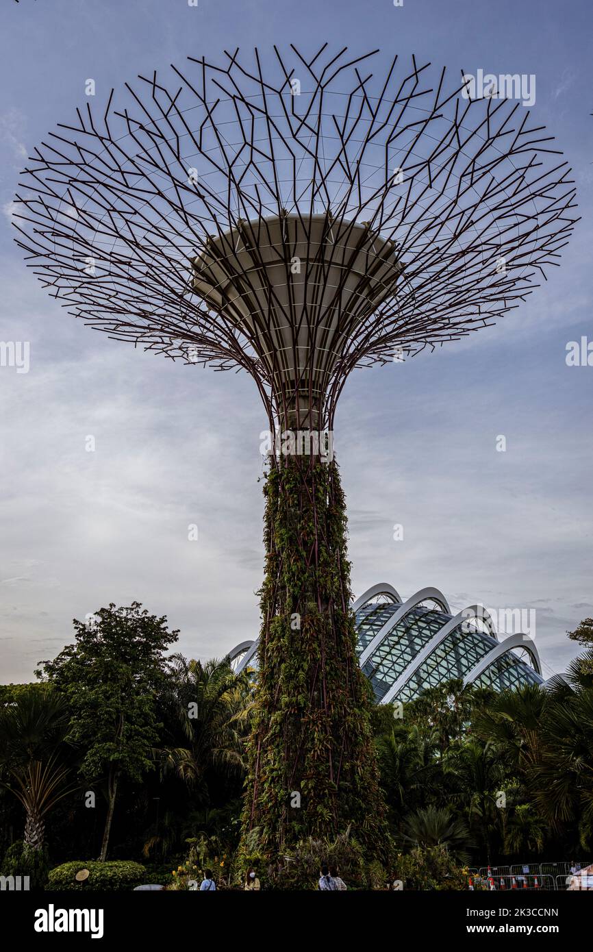 Singapore, 24 luglio 2022 - Super albero boschetto. Foto Stock