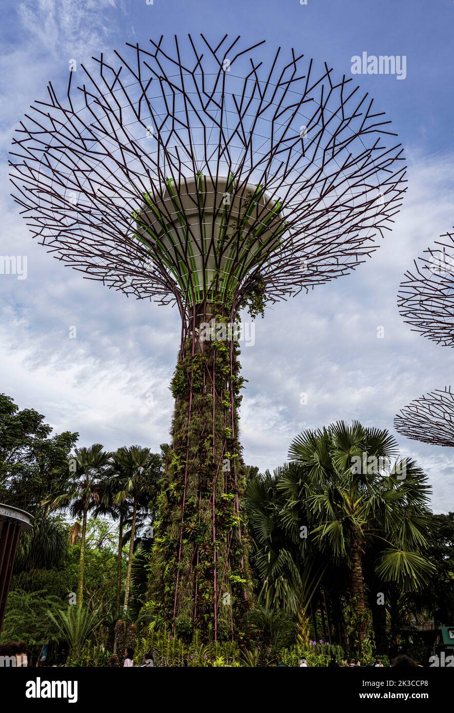 Singapore, 24 luglio 2022 - Super albero boschetto. Foto Stock